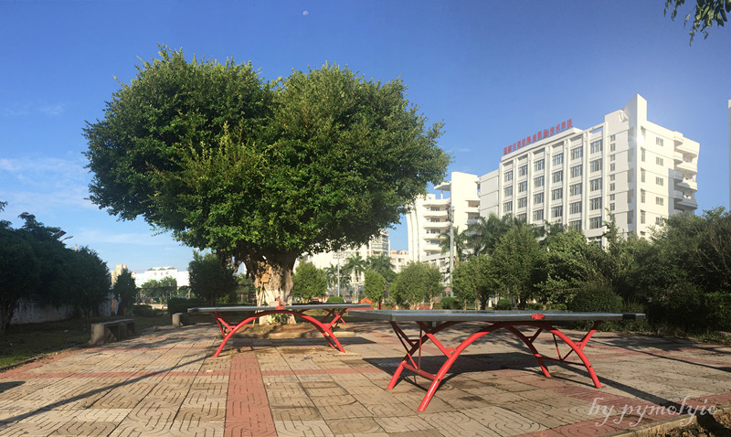 海职院的心树